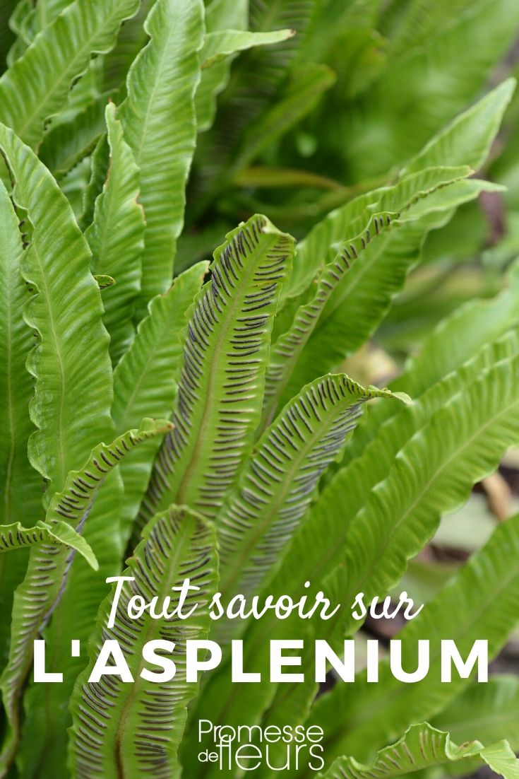 Asplenium - helecho