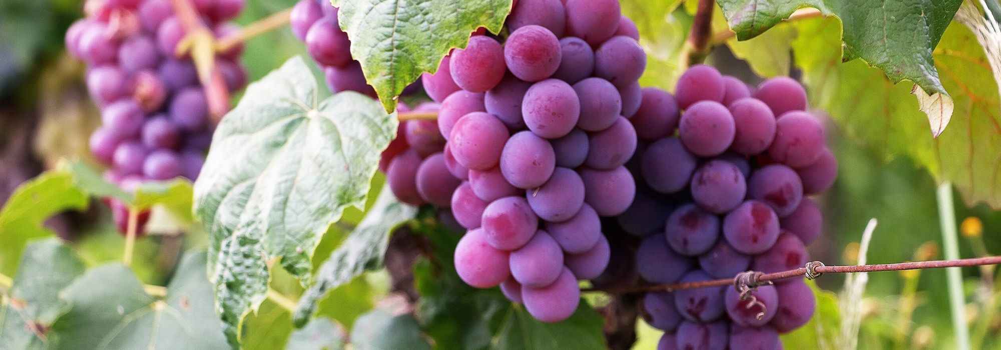 Vid de uvas: elegir la variedad adecuada