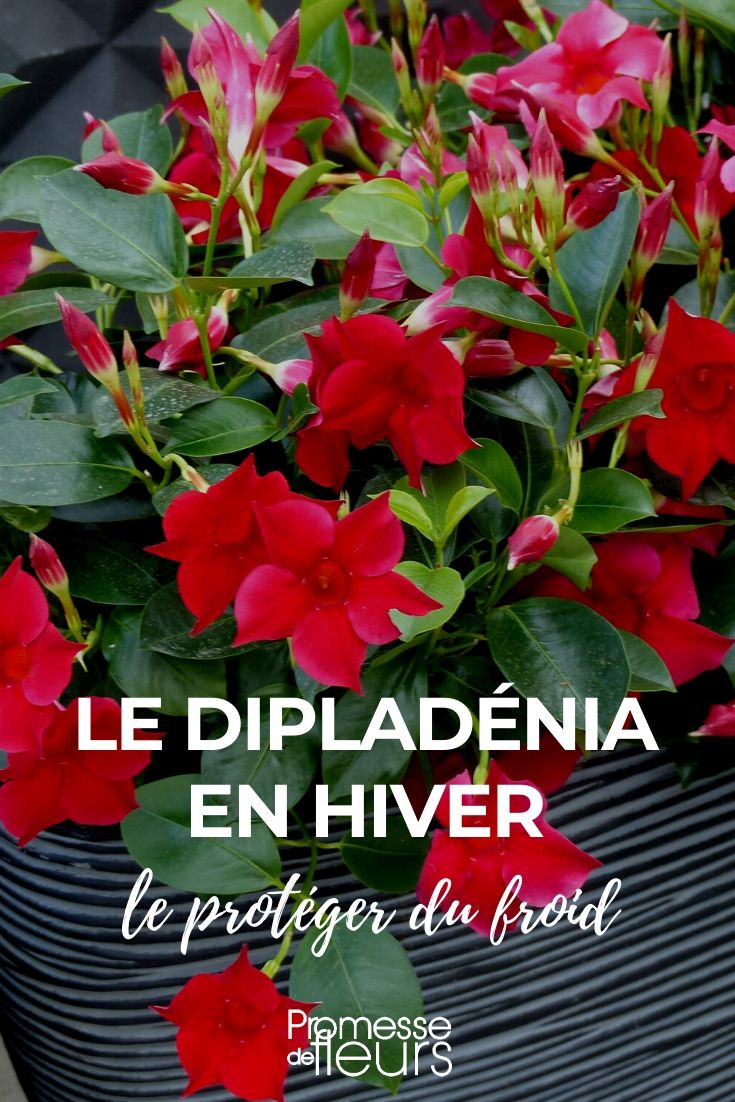 Dipladenia, cómo protegerlo en invierno proteger el dipladenia en invierno