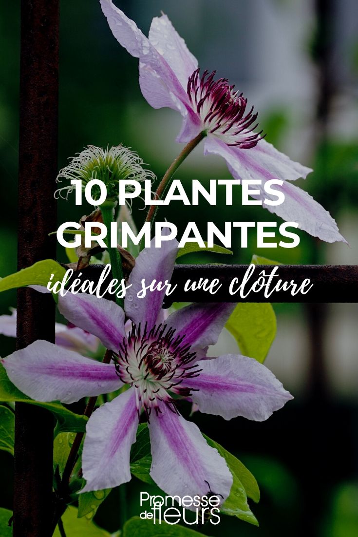 trepadora para valla Plantas trepadoras para cercas