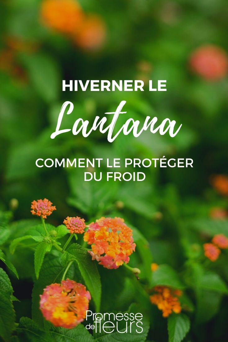 <h1>Hibernar el lantana</h1>
<p>El lantana es una planta tropical que no soporta las heladas. Si vives en una región con inviernos fríos, es esencial proteger tu lantana durante los meses más fríos. Aquí te explicamos cómo hacerlo:</p>
<h2>1. Preparación antes del invierno</h2>
<p>Antes de que lleguen las primeras heladas, es importante preparar tu lantana para la hibernación:</p>
<ul>
<li><strong>Poda:</strong> Recorta la planta a unos 15-20 cm del suelo. Esto ayudará a reducir el tamaño de la planta y facilitará su almacenamiento.</li>
<li><strong>Riego:</strong> Reduce gradualmente el riego unas semanas antes de la hibernación para que la planta entre en un estado de reposo.</li>
</ul>
<h2>2. Opciones para hibernar el lantana</h2>
<p>Dependiendo de tu espacio y recursos, puedes elegir entre dos métodos principales:</p>
<h3>a) En interior</h3>
<p>Si tienes espacio en casa, puedes llevar tu lantana al interior:</p>
<ul>
<li><strong>Ubicación:</strong> Coloca la planta en un lugar fresco (entre 5-10°C) y luminoso, como un garaje o un sótano con ventanas.</li>
<li><strong>Riego:</strong> Riega muy poco, solo para evitar que la tierra se seque por completo.</li>
</ul>
<h3>b) En exterior protegido</h3>
<p>Si prefieres dejarla en el exterior, asegúrate de protegerla bien:</p>
<ul>
<li><strong>Cubrir:</strong> Usa un velo de hibernación o paja para cubrir la base de la planta.</li>
<li><strong>Ubicación:</strong> Colócala en un lugar resguardado del viento y la humedad excesiva.</li>
</ul>
<h2>3. Cuidados en primavera</h2>
<p>Cuando llegue la primavera y el riesgo de heladas haya pasado, saca tu lantana al exterior y reanuda el riego y la fertilización. Verás cómo vuelve a brotar con fuerza.</p>
<p>¡Con estos consejos, tu lantana estará lista para lucir espectacular la próxima temporada!</p> Lantana: cómo protegerlo del frío en invierno