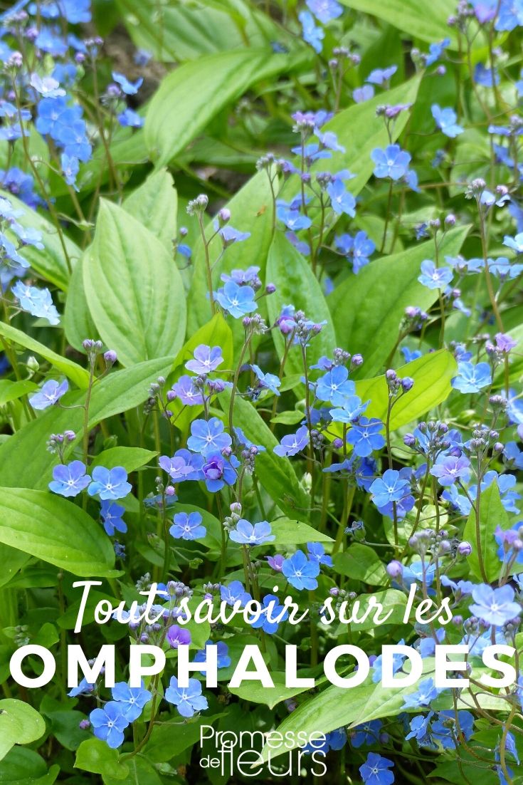 Omphalodes: Todo lo que necesitas saber **Omphalodes: Todo lo que necesitas saber**
**Introducción a las Omphalodes**
Las Omphalodes, también conocidas como "ombligos de Venus", son plantas herbáceas perennes o anuales que destacan por su delicada belleza y su facilidad de cultivo. Originarias de Europa y Asia, estas plantas son ideales para jardines sombreados o semi-sombreados, donde aportan un toque de color y frescura con sus pequeñas flores azules, blancas o rosadas.
**Características principales**
- **Follaje**: Las hojas son verdes, ovaladas y ligeramente pubescentes, formando matas compactas.
- **Flores**: Las flores, similares a las de las nomeolvides (Myosotis), aparecen en primavera y pueden durar hasta principios del verano.
- **Porte**: Generalmente de bajo crecimiento, alcanzan entre 15 y 30 cm de altura, lo que las hace perfectas para borduras, rocallas o como cobertura del suelo.
**Cultivo y cuidados**
- **Suelo**: Prefieren suelos frescos, bien drenados y ricos en materia orgánica.
- **Exposición**: Se desarrollan mejor en sombra parcial o luz filtrada, aunque algunas variedades toleran el sol directo si el suelo se mantiene húmedo.
- **Riego**: Necesitan riego regular, especialmente durante los períodos secos, pero sin encharcamientos.
- **Mantenimiento**: Son plantas de bajo mantenimiento. Se recomienda eliminar las flores marchitas para estimular una floración más prolongada.
**Variedades populares**
- **Omphalodes verna**: Conocida como "nomeolvides de primavera", es la especie más común, con flores azules intensas.
- **Omphalodes cappadocica**: Destaca por sus hojas más grandes y flores de un azul más claro.
- **Omphalodes linifolia**: Una variedad anual con flores blancas, ideal para jardines de estilo silvestre.
**Usos en el jardín**
Las Omphalodes son perfectas para:
- Crear alfombras florales en zonas sombreadas.
- Combinar con otras plantas de sombra como hostas, helechos o pulmonarias.
- Decorar bordes de caminos o macetas en patios y terrazas.
**Conclusión**
Las Omphalodes son plantas encantadoras y versátiles que añaden un toque de elegancia a cualquier jardín. Su facilidad de cultivo y su resistencia las convierten en una excelente opción tanto para jardineros principiantes como para expertos. ¡Anímate a incluirlas en tu espacio verde y disfruta de su belleza año tras año!