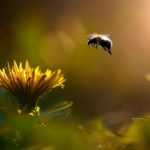 Dientes de león: ¡dejadlos en paz!