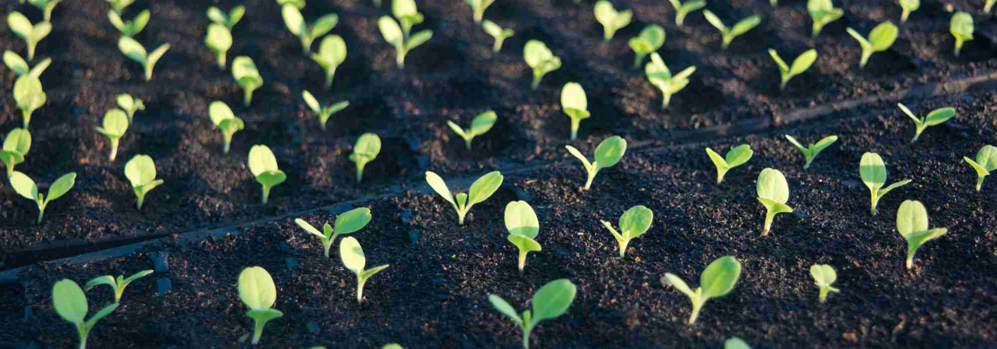 Siembra en interior: herramientas y accesorios útiles y prácticos