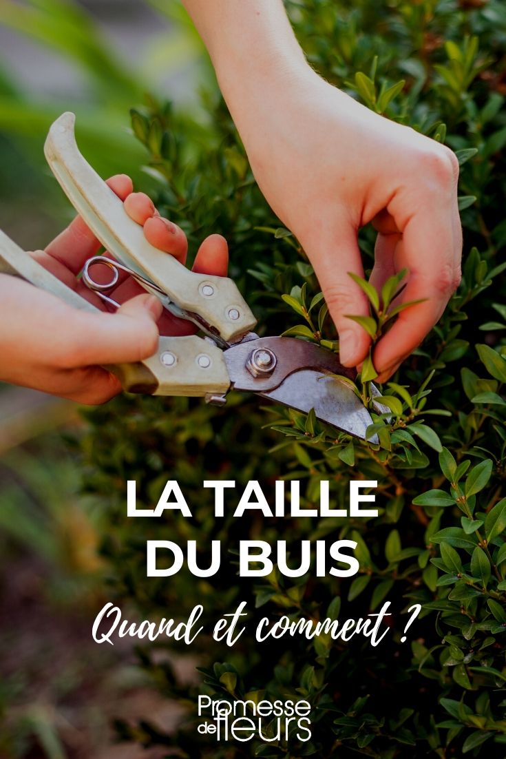 tamaño del boj **Cuándo y cómo podar el boj**
El boj es un arbusto popular en los jardines por su versatilidad y su capacidad para ser moldeado en diversas formas. Sin embargo, para mantenerlo saludable y con un aspecto impecable, es esencial saber cuándo y cómo podarlo. Aquí te ofrecemos una guía práctica.
### **Cuándo podar el boj**
1. **Primavera (marzo-abril)**: Es el momento ideal para una poda de mantenimiento. El clima es suave y el boj comienza su crecimiento activo.
2. **Verano (junio-julio)**: Realiza una segunda poda para mantener la forma y controlar el crecimiento excesivo.
3. **Otoño (septiembre-octubre)**: Una poda ligera puede ayudar a preparar el arbusto para el invierno, pero evita cortes drásticos.
### **Cómo podar el boj**
1. **Herramientas necesarias**: Usa tijeras de podar afiladas y desinfectadas para evitar enfermedades.
2. **Forma deseada**: Decide la forma que quieres darle (seto, bola, espiral, etc.) y comienza recortando las ramas más largas.
3. **Técnica de poda**: Corta siempre por encima de un nudo o yema, en un ángulo de 45 grados, para favorecer el crecimiento.
4. **Limpieza**: Retira las ramas y hojas cortadas para evitar la acumulación de humedad y posibles enfermedades.
Con estos consejos, tu boj lucirá siempre impecable y saludable. ¡Manos a la obra! ????✂️