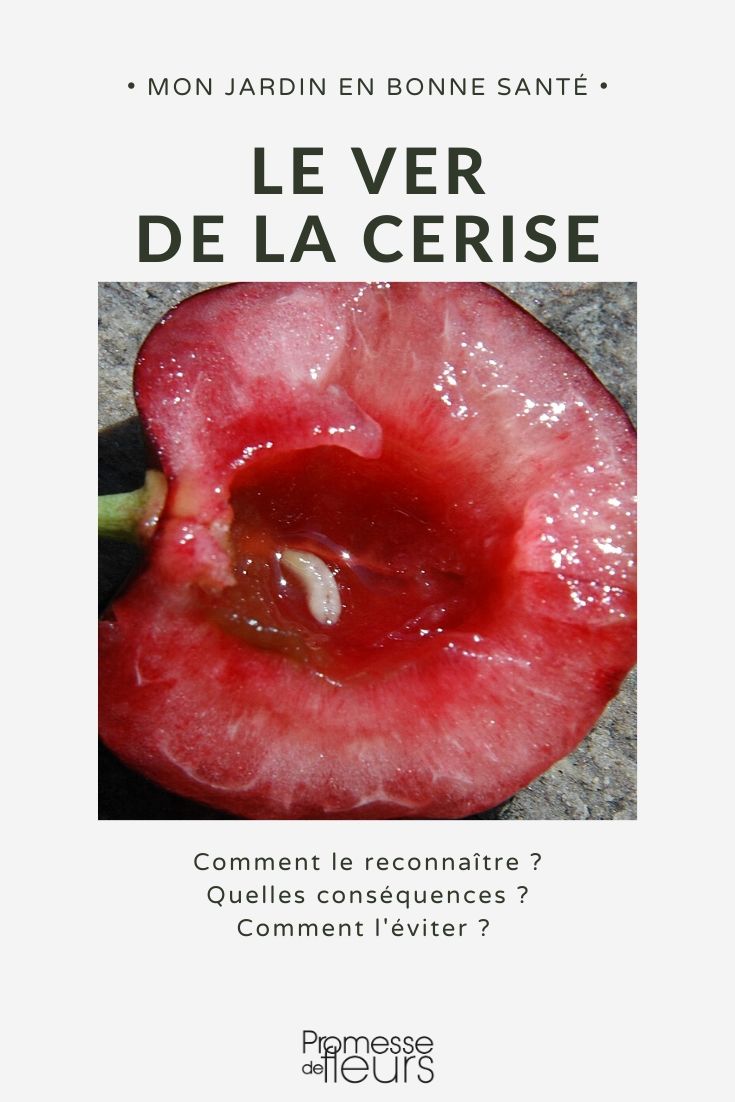 ver la cereza Gusano de la cereza: prevención y tratamiento