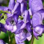 Acónito: 7 ideas para combinarlo en el jardín