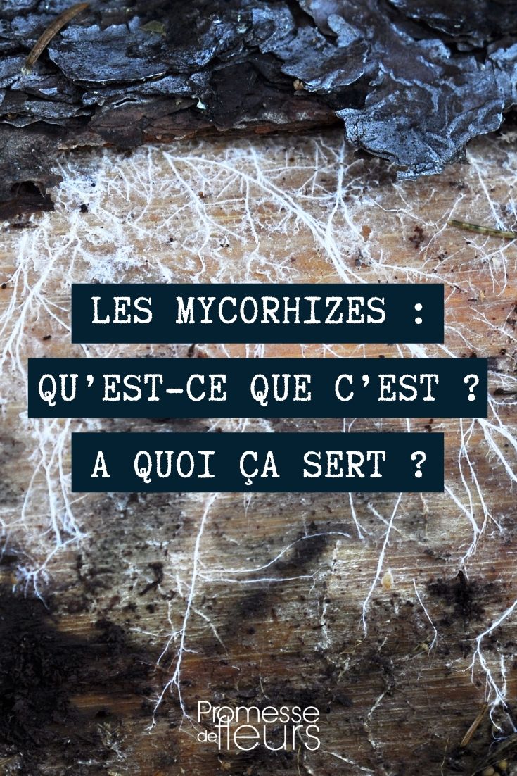 Las micorrizas Micorrizas en el jardín
