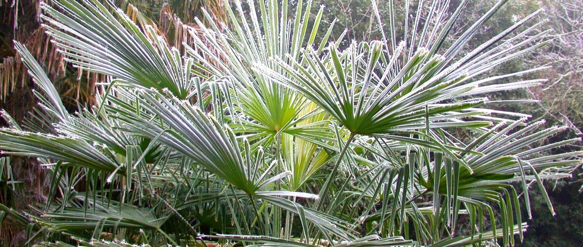 Palmera: ¿cómo protegerla en invierno?