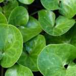 Asarum, jengibre salvaje: plantación, cultivo, cuidados