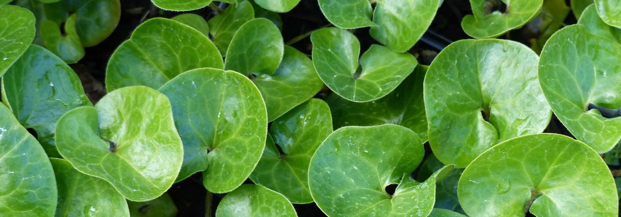 Asarum, jengibre salvaje: plantación, cultivo, cuidados