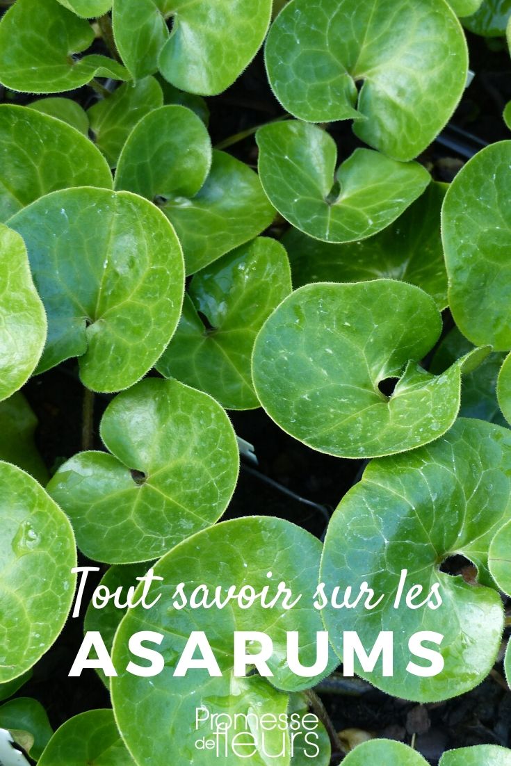 Asaret: todo lo que necesitas saber