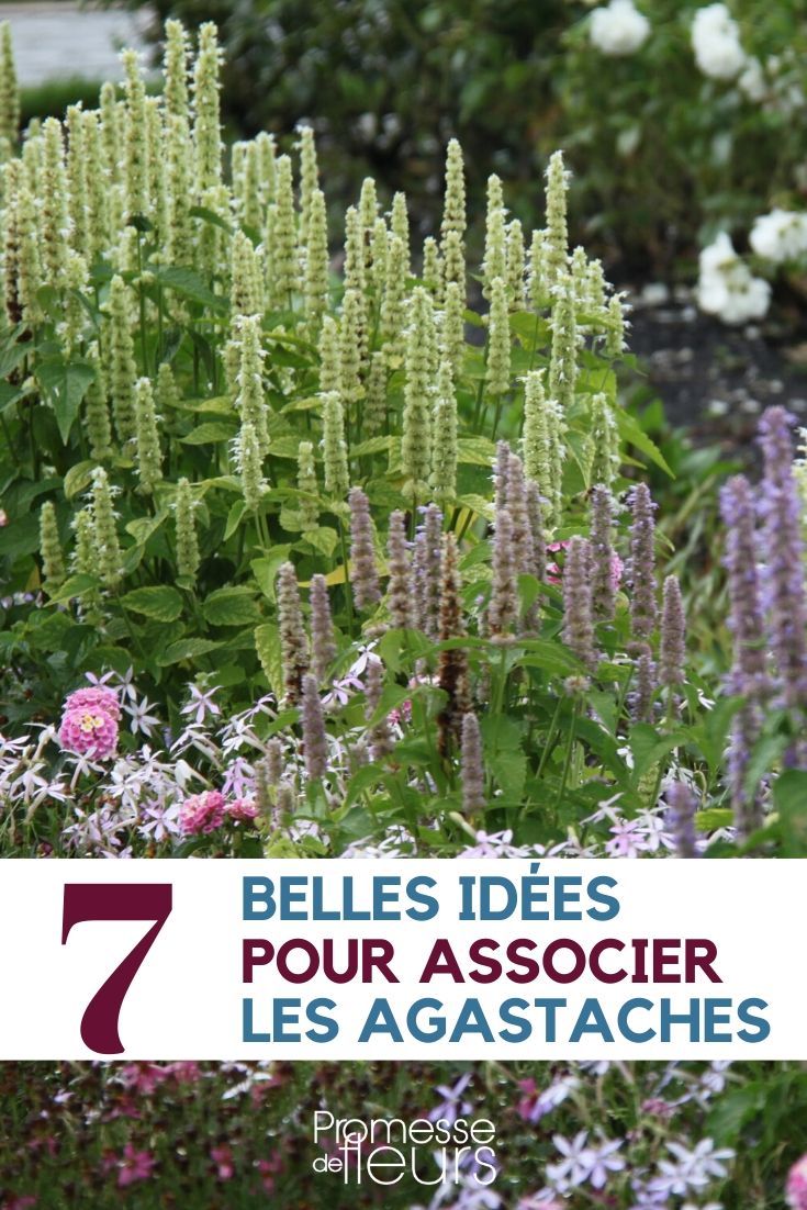 asociar agastache Agastache: ideas de asociación