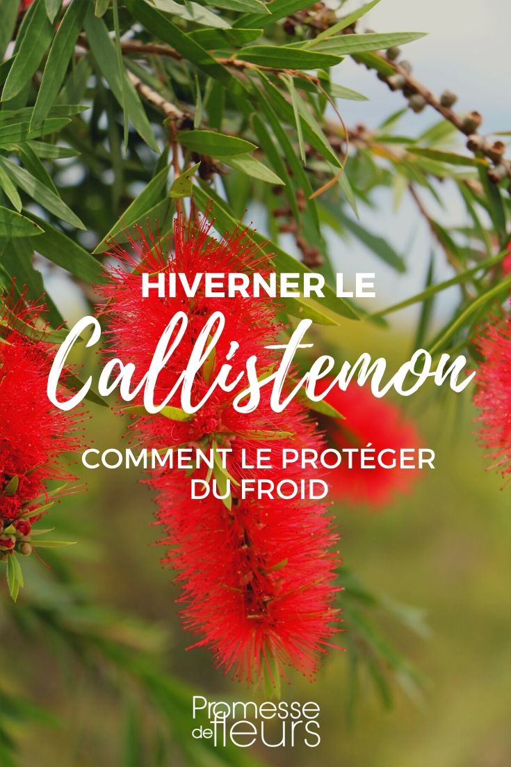 callistemon proteger del frío Callistemon: ¿cómo protegerlo del frío en invierno?