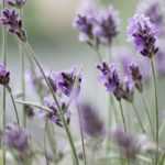 ¿Cómo secar lavanda?