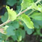 Injertar árboles: diferentes técnicas