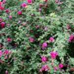 Poda de rosales antiguos