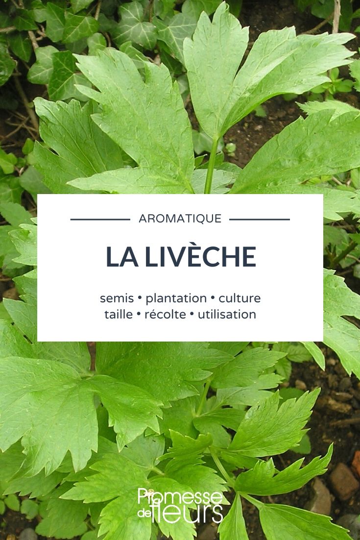 liveche todo lo que necesitas saber Ache des montagnes, apio perenne: todo lo que necesitas saber