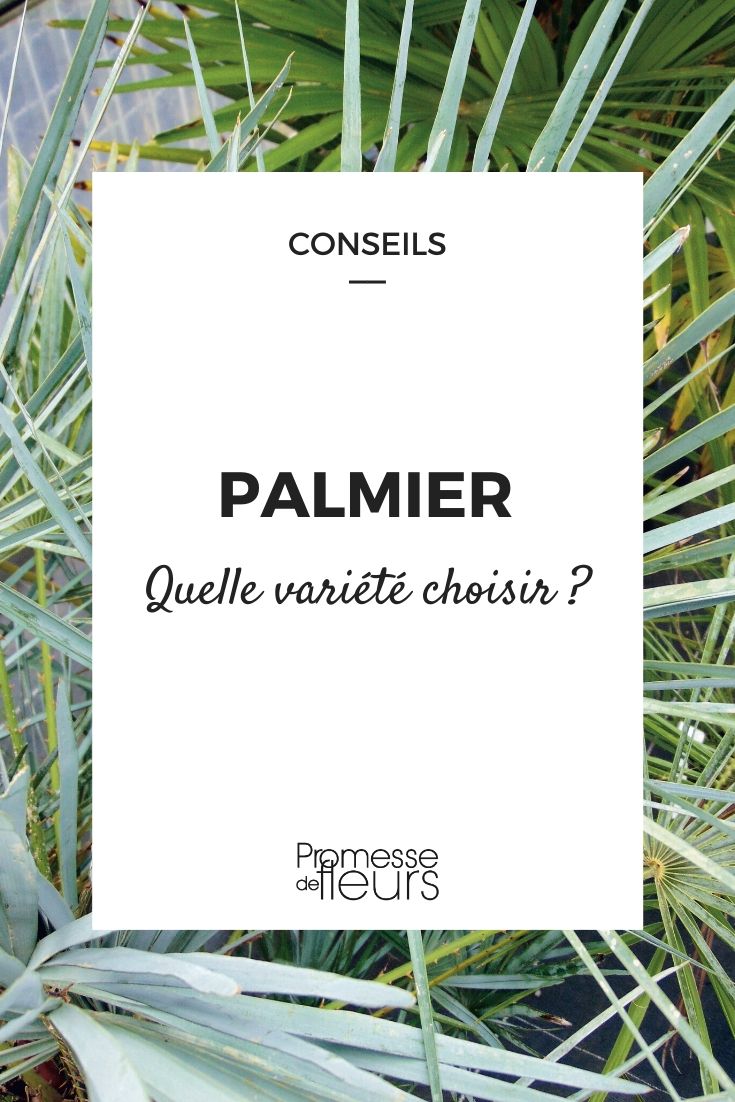 Palmera: cómo elegir la variedad adecuada Cómo elegir la palmera adecuada