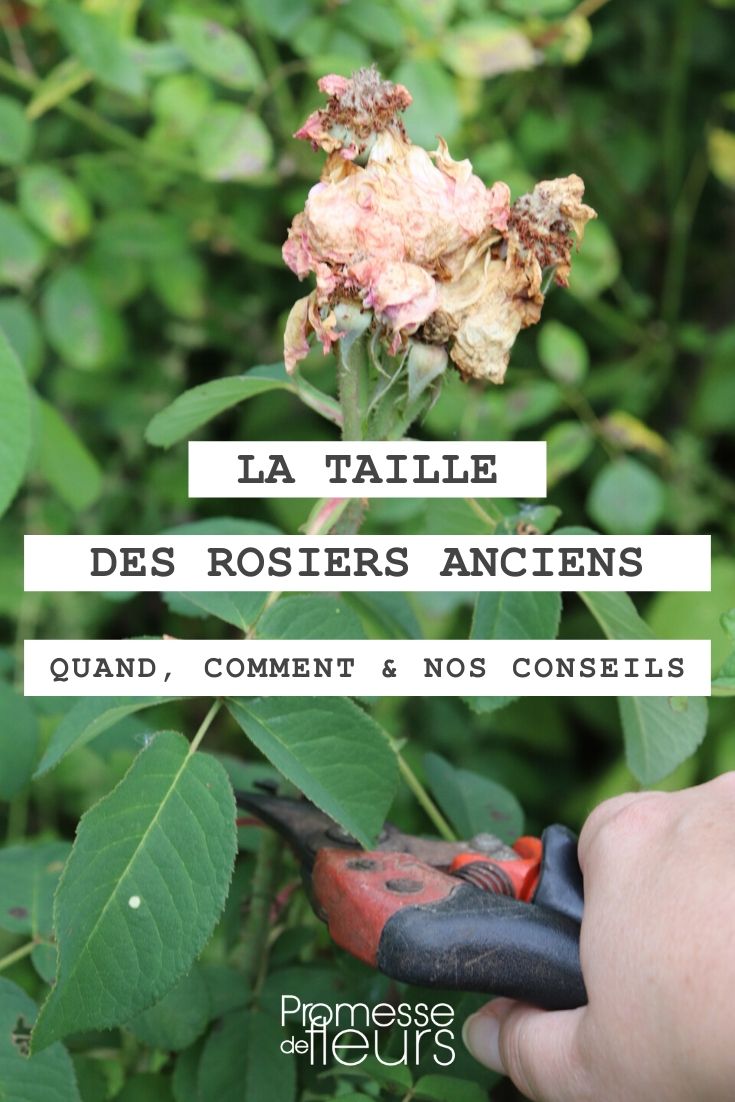 ¿Cuándo y cómo podar un rosal antiguo?