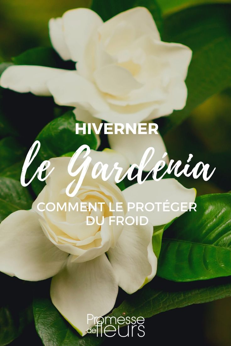 Gardenia invernar Gardenia: cómo protegerlo de las heladas