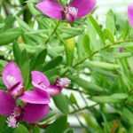 Polygala: plantar, podar y cuidar