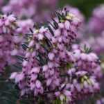 5 brezos en macetas: mi pequeña colección