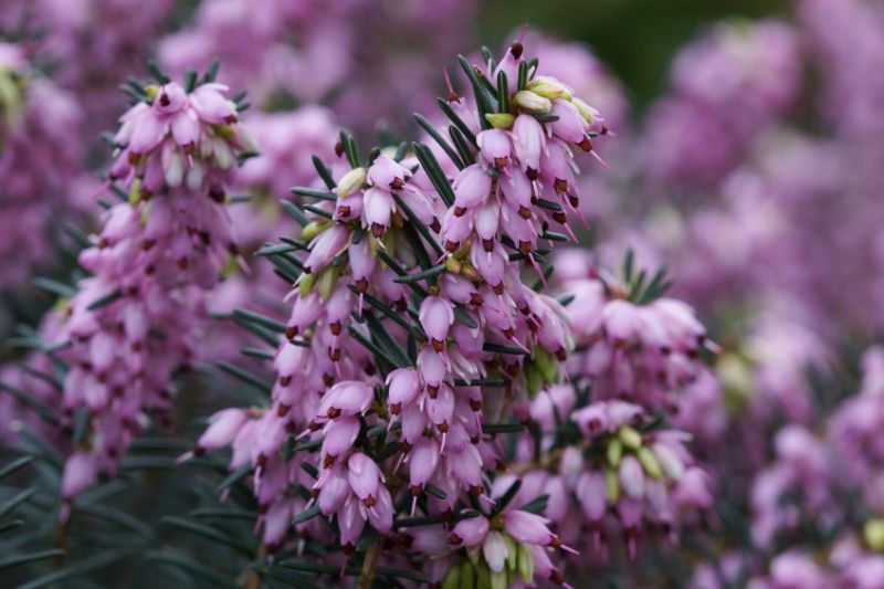 5 brezos en macetas: mi pequeña colección