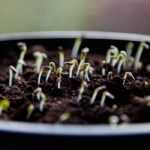 Calendario del huerto - enero