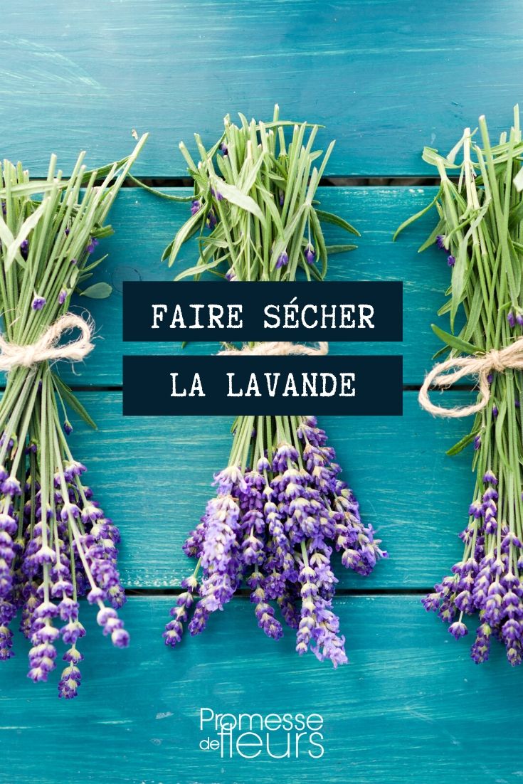 secar la lavanda secado de la lavanda