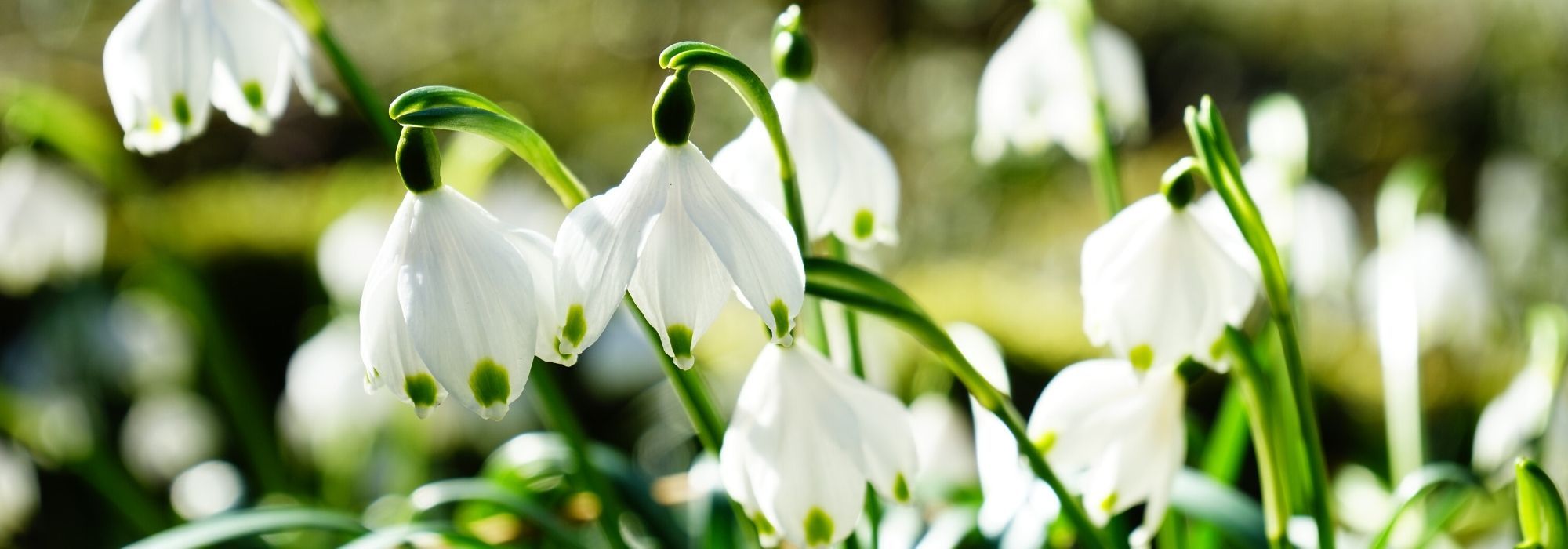 Campanilla de verano, Leucojum: plantación, cultivo, cuidados
