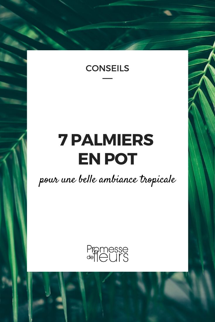 palmera en maceta todo lo que necesitas saber palmera de interior: todo lo que necesitas saber