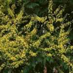 Jabonerillo, Koelreuteria: plantación, cuidados