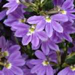 Scaevola: plantar, cultivar