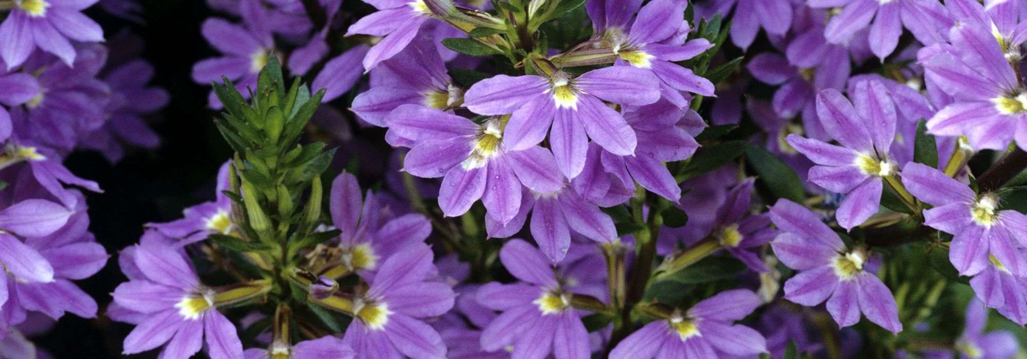 Scaevola: plantar, cultivar