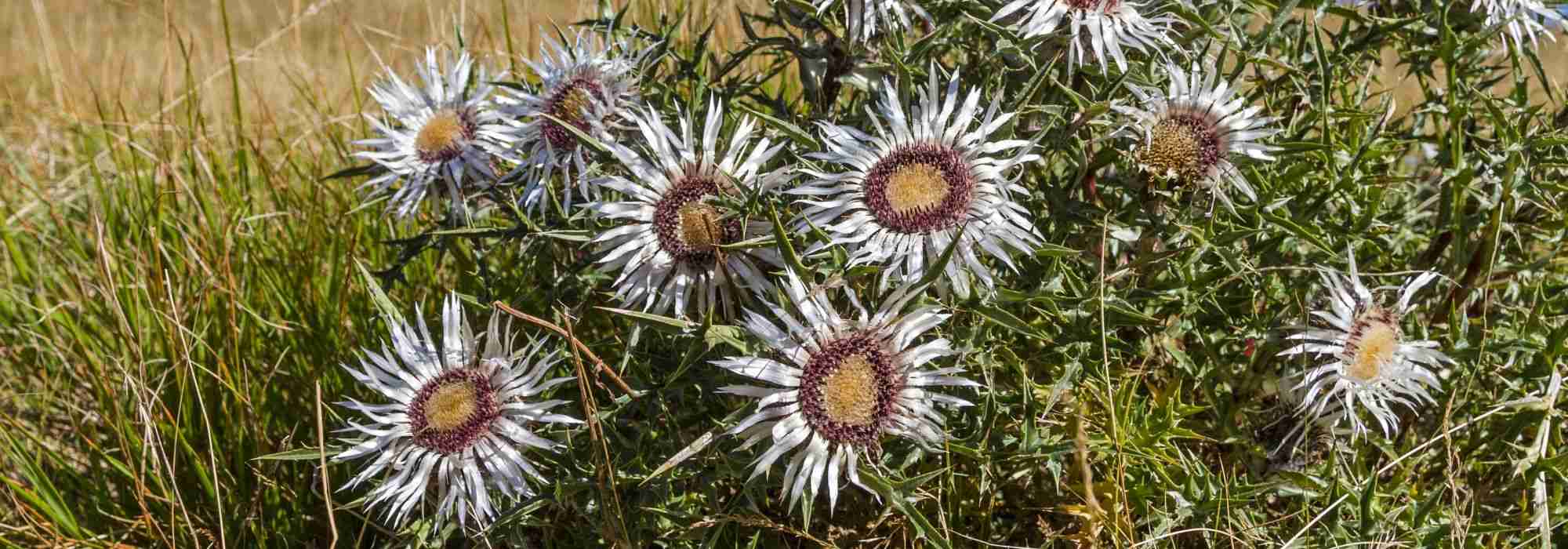 Carlina: plantar, cultivar