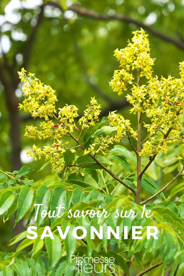**Koelreuteria paniculata: Todo lo que necesitas saber**

El *Koelreuteria paniculata*, también conocido como "árbol de los farolillos" o "sapindo de China", es un árbol ornamental muy apreciado por su belleza y su fácil mantenimiento. Originario de Asia, este árbol es perfecto para jardines y parques, gracias a su porte elegante y su floración espectacular.

### Características principales
- **Altura**: Puede alcanzar entre 6 y 10 metros de altura.
- **Follaje**: Sus hojas son pinnadas, de color verde brillante en primavera y verano, y se vuelven amarillas o anaranjadas en otoño.
- **Floración**: En verano, produce racimos de flores amarillas, seguidas de frutos en forma de farolillos de color rosa o rojizo.
- **Crecimiento**: Es un árbol de crecimiento rápido y resistente a la sequía una vez establecido.

### Cuidados
- **Suelo**: Prefiere suelos bien drenados, pero se adapta a diferentes tipos de suelo.
- **Exposición**: Necesita pleno sol para florecer abundantemente.
- **Riego**: Moderado, especialmente durante los primeros años. Tolera bien la sequía.
- **Poda**: No requiere poda regular, pero se puede realizar para dar forma o eliminar ramas dañadas.

### Usos en el jardín
- **Árbol ornamental**: Ideal como punto focal en jardines o en alineaciones.
- **Sombra**: Proporciona una sombra ligera y agradable.
- **Atracción de fauna**: Sus flores atraen a abejas y otros polinizadores.

El *Koelreuteria paniculata* es una excelente opción para aquellos que buscan un árbol resistente, decorativo y de bajo mantenimiento. ¡Una verdadera joya para cualquier espacio verde!