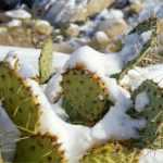 ¿Cómo proteger los cactus en invierno?