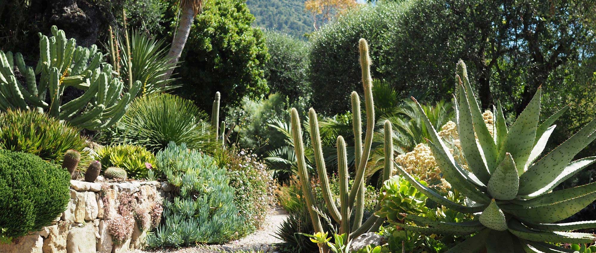 7 cactus y plantas suculentas emblemáticos