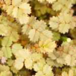 Acaena, abrojo: plantar, cultivar