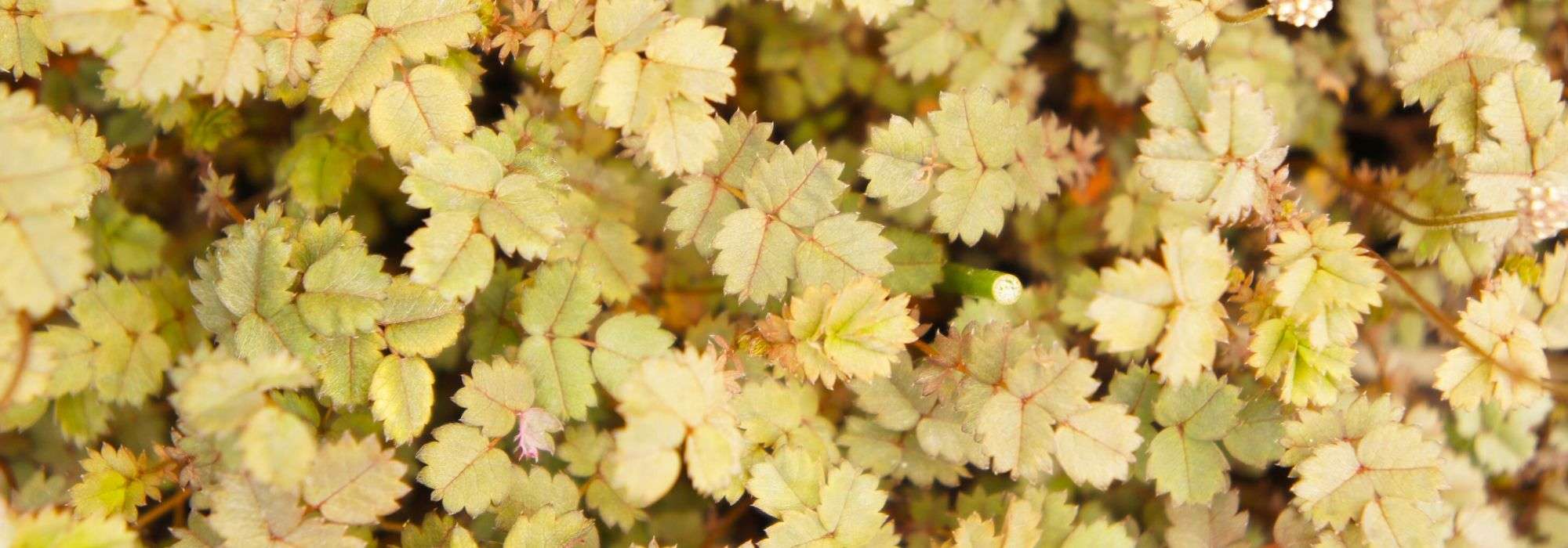 Acaena, abrojo: plantar, cultivar