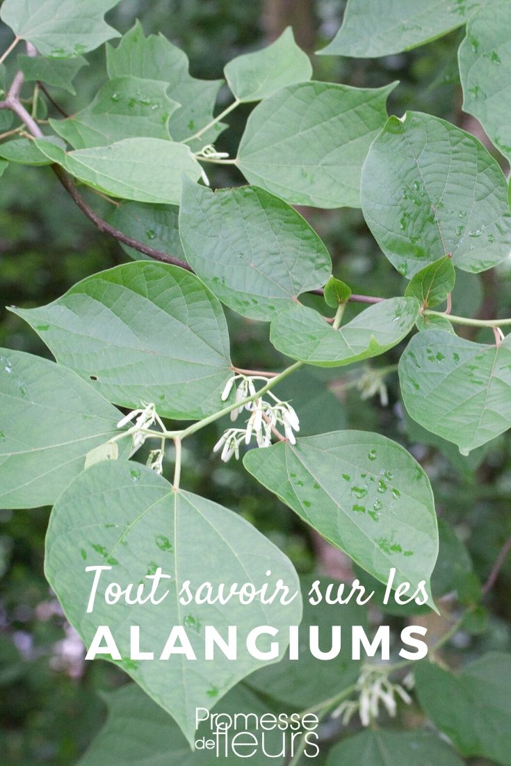 **Alangium: Todo lo que necesitas saber**
El **Alangium** es un género de plantas fascinante que pertenece a la familia **Cornaceae** (o **Alangiaceae**, según algunas clasificaciones). Este género incluye árboles y arbustos que se encuentran principalmente en las regiones tropicales y subtropicales de Asia, África y Oceanía. Aunque no es tan conocido como otras plantas ornamentales, el Alangium tiene características únicas que lo hacen interesante para los amantes de la botánica y los jardineros curiosos.
### Características principales del Alangium
- **Hojas**: Las hojas del Alangium son alternas, simples y a menudo tienen una forma ovalada o lanceolada. Algunas especies presentan hojas con márgenes dentados.
- **Flores**: Las flores son pequeñas, generalmente de color blanco o crema, y se agrupan en inflorescencias. Tienen un aroma delicado que atrae a los polinizadores.
- **Frutos**: Los frutos son bayas pequeñas, a menudo de color rojo o negro cuando maduran. Son apreciados por las aves, que ayudan a dispersar las semillas.
### Especies destacadas
1. **Alangium platanifolium**: Conocido por sus hojas que recuerdan a las del plátano, este arbusto es popular en jardines por su follaje decorativo y sus flores blancas.
2. **Alangium chinense**: Una especie que se utiliza en la medicina tradicional en algunas partes de Asia debido a sus propiedades medicinales.
3. **Alangium salvifolium**: Conocido por sus frutos comestibles y su uso en la fabricación de herramientas y utensilios.
### Cuidados del Alangium
- **Clima**: Prefiere climas cálidos y húmedos, aunque algunas especies pueden adaptarse a condiciones más templadas.
- **Suelo**: Necesita un suelo bien drenado y rico en materia orgánica.
- **Riego**: Mantén el suelo ligeramente húmedo, pero evita el encharcamiento.
- **Luz**: Prospera mejor en lugares con luz solar indirecta o sombra parcial.
### Usos del Alangium
- **Jardinería**: Es una excelente opción para jardines tropicales o subtropicales, gracias a su follaje atractivo y sus flores fragantes.
- **Medicina tradicional**: Algunas especies se utilizan en la medicina tradicional para tratar diversas dolencias.
- **Ecológico**: Sus frutos atraen a las aves, lo que lo convierte en una planta ideal para jardines que buscan fomentar la biodiversidad.
### Curiosidades
- El Alangium es conocido por su madera resistente, que se utiliza en la fabricación de herramientas y muebles en algunas culturas.
- En la mitología y el folclore de algunas regiones, se le atribuyen propiedades mágicas o protectoras.
Si estás buscando una planta exótica y poco común para tu jardín, el **Alangium** es una opción que no te decepcionará. ¡Anímate a descubrir más sobre este género y a incorporarlo en tu espacio verde! ???? **Alangium: Todo lo que necesitas saber**
El **Alangium** es un género de plantas fascinante que pertenece a la familia **Cornaceae** (o **Alangiaceae**, según algunas clasificaciones). Este género incluye arbustos y árboles que se encuentran principalmente en regiones tropicales y subtropicales de Asia, África y Oceanía. Conocido por su belleza ornamental y sus usos tradicionales, el Alangium es una excelente opción para los amantes de las plantas exóticas.
### Características principales del Alangium
- **Hojas**: Las hojas del Alangium son generalmente alternas, simples y de forma ovalada o lanceolada. Su textura puede variar desde lisa hasta ligeramente pubescente.
- **Flores**: Las flores son pequeñas, tubulares y suelen aparecer en racimos. Su color varía entre blanco, amarillo y rosa pálido, dependiendo de la especie.
- **Frutos**: Los frutos son bayas pequeñas y carnosas, a menudo de color rojo o negro cuando maduran. Son apreciados por las aves y otros animales silvestres.
- **Corteza y madera**: La corteza y la madera de algunas especies tienen usos tradicionales en medicina y carpintería.
### Especies destacadas
1. **Alangium chinense**: Conocido por sus propiedades medicinales, esta especie es utilizada en la medicina tradicional china para tratar diversas dolencias.
2. **Alangium salvifolium**: También llamado "Sage-leaved Alangium", es apreciado por sus flores fragantes y su madera dura.
3. **Alangium platanifolium**: Destaca por sus hojas grandes y su aspecto ornamental, ideal para jardines.
### Cuidados del Alangium
- **Clima**: Prefiere climas cálidos y húmedos, aunque algunas especies pueden adaptarse a condiciones más templadas.
- **Suelo**: Necesita un suelo bien drenado, rico en materia orgánica y ligeramente ácido.
- **Riego**: Mantén el suelo húmedo, pero evita el encharcamiento.
- **Luz**: Prospera mejor en lugares con luz solar parcial o filtrada.
- **Poda**: La poda regular ayuda a mantener su forma y estimula un crecimiento saludable.
### Usos del Alangium
- **Jardinería**: Es una planta ornamental popular por su follaje atractivo y sus flores delicadas.
- **Medicina tradicional**: Algunas especies se utilizan en remedios naturales para tratar problemas digestivos, inflamaciones y dolores.
- **Madera**: La madera de ciertas especies es valorada en carpintería y ebanistería.
### Curiosidades
- En algunas culturas, el Alangium se considera una planta sagrada y se utiliza en rituales.
- Sus frutos son una fuente de alimento para la fauna local, lo que lo convierte en una excelente opción para jardines ecológicos.
Si buscas una planta exótica y versátil para tu jardín, el **Alangium** es una elección perfecta. ¡Anímate a cultivarlo y disfruta de su belleza y beneficios! ????