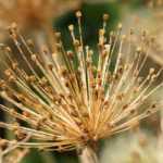 ¿Cómo secar flores de Allium?