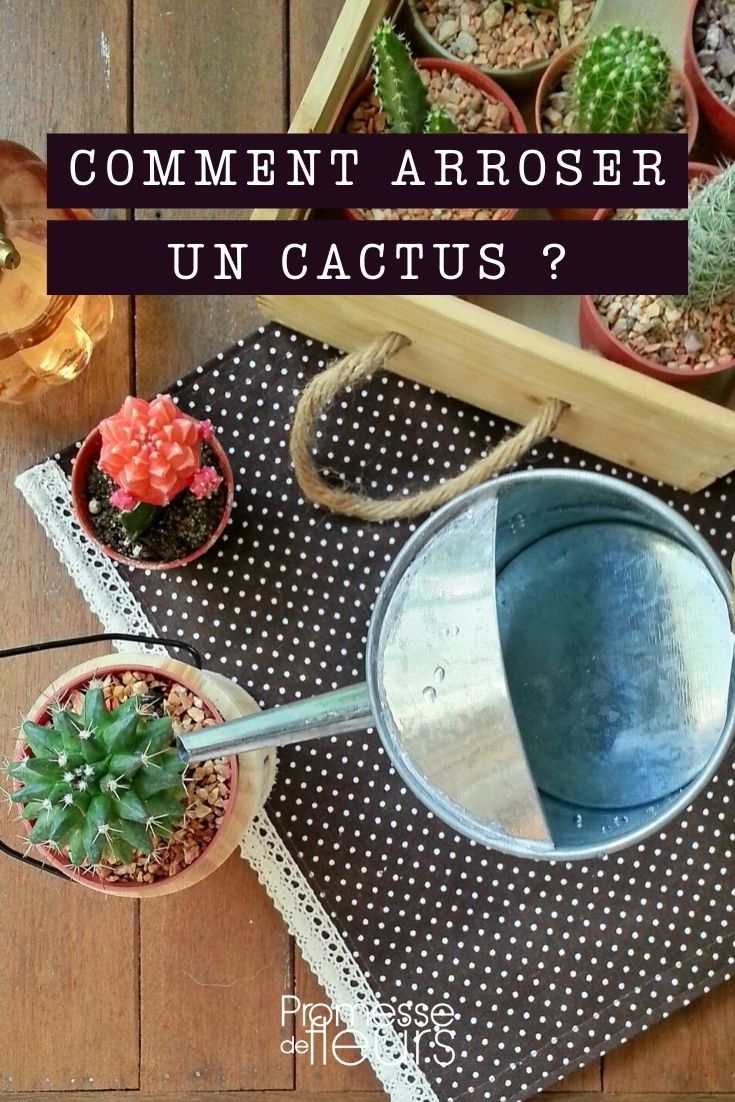 cactus_regar cactus: ¿cómo regar correctamente?