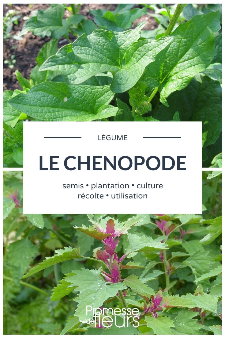 quenopodio hortelano Quelites: Todo lo que necesitas saber
Los quélites (Chenopodium spp.) son un grupo de plantas fascinantes y versátiles que merecen un lugar destacado en tu jardín. Estas hierbas anuales o perennes, pertenecientes a la familia Amaranthaceae, son apreciadas tanto por su valor ornamental como por sus usos culinarios y medicinales.
**Características principales:**
- Hojas: Generalmente de forma triangular o romboidal, con bordes dentados o lobulados.
- Flores: Pequeñas y discretas, agrupadas en inflorescencias densas.
- Altura: Varía según la especie, desde 30 cm hasta más de 2 metros.
**Cultivo y cuidados:**
- Suelo: Prefieren suelos ricos en materia orgánica, bien drenados.
- Exposición: Pleno sol o sombra parcial.
- Riego: Moderado, evitando el encharcamiento.
- Multiplicación: Por semillas en primavera.
**Usos y beneficios:**
- Culinarios: Las hojas jóvenes de algunas especies, como el quélite blanco (Chenopodium album), son comestibles y se consumen cocidas en sopas, guisos o como verdura.
- Medicinales: Tradicionalmente se han utilizado para tratar problemas digestivos y cutáneos.
- Ecológicos: Algunas especies son excelentes plantas compañeras, ayudando a controlar plagas y mejorar la salud del suelo.
**Especies destacadas:**
- Quélite blanco (Chenopodium album)
- Quélite rojo (Chenopodium rubrum)
- Quélite de huerta (Chenopodium bonus-henricus)
Con sus múltiples usos y su fácil cultivo, los quélites son una excelente opción para jardineros curiosos y amantes de las plantas versátiles. ¡Anímate a incluirlos en tu jardín y descubre todo lo que pueden ofrecer!