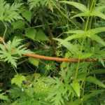 ¿Cómo rodrigar una planta vivácea?