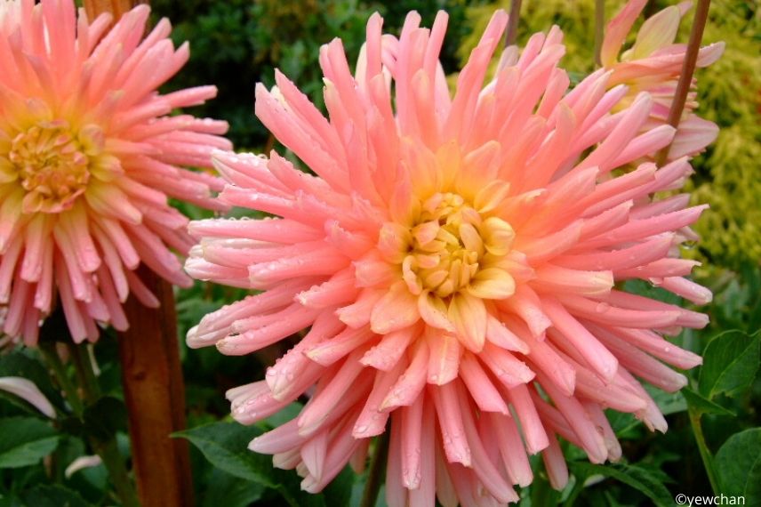 tutorado de plantas vivaces