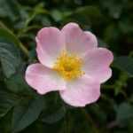 ¡Ayuda, mi rosal se está degenerando!