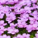 Silene: plantar, sembrar, cultivar