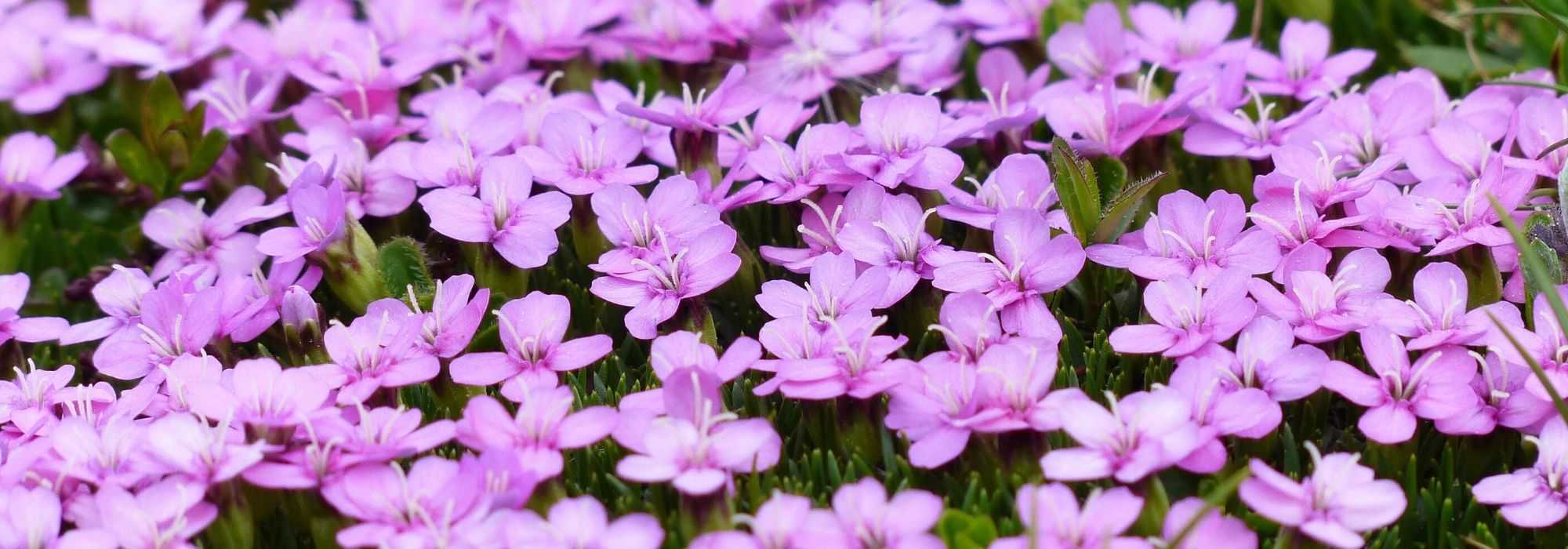 Silene: plantar, sembrar, cultivar